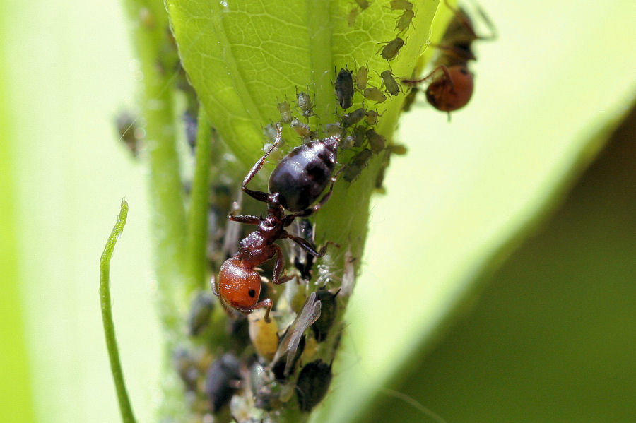 Afidi, formiche e larva di Scymnus sp. (Coccinellidae)