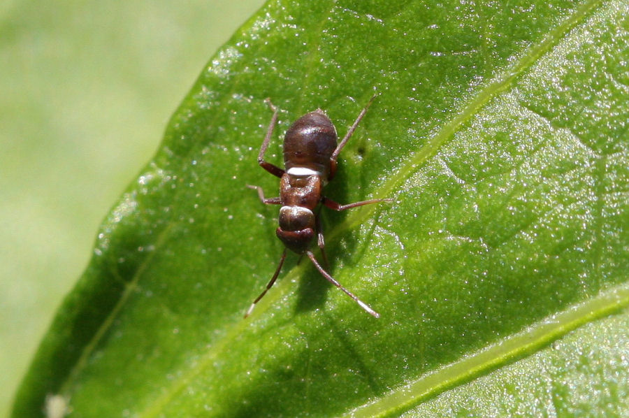 Miridae: Pilophorus perplexus dell''Emilia (BO)