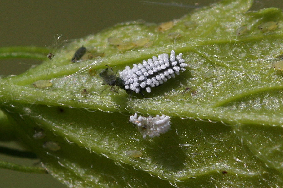 Afidi, formiche e larva di Scymnus sp. (Coccinellidae)