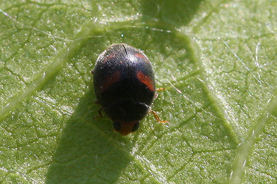 Afidi, formiche e larva di Scymnus sp. (Coccinellidae)