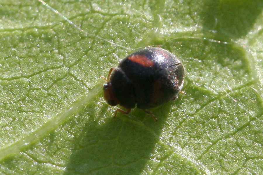 Afidi, formiche e larva di Scymnus sp. (Coccinellidae)