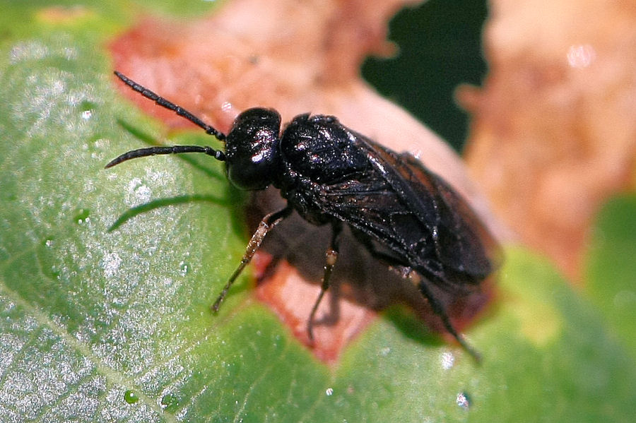 Larve e adulti di Caliroa sp., Tenthredinidae