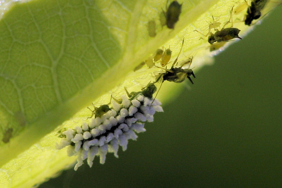 Afidi, formiche e larva di Scymnus sp. (Coccinellidae)