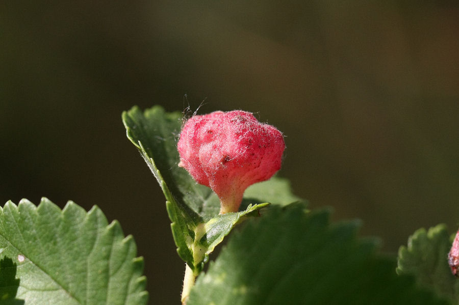 Afidi galligeni