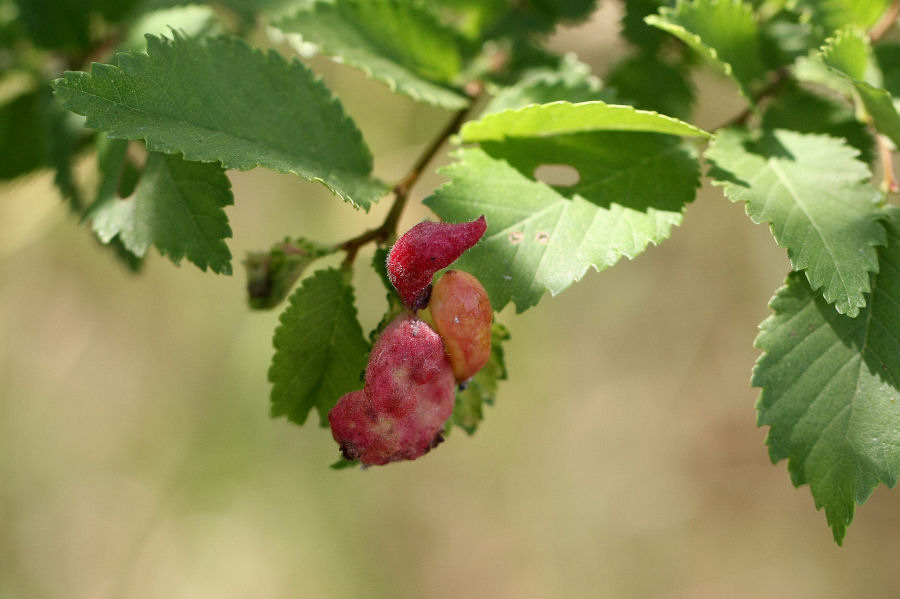 Afidi galligeni