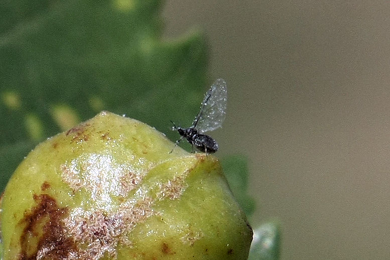 Afidi galligeni