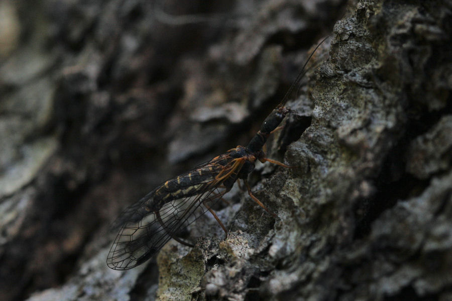 femmine di Inocellidae
