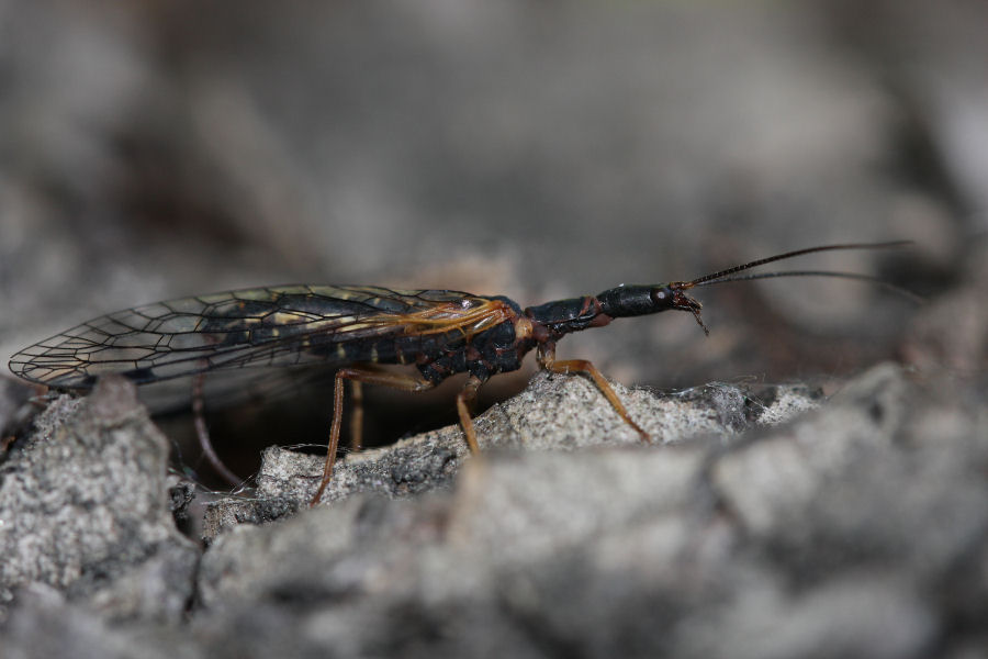 femmine di Inocellidae