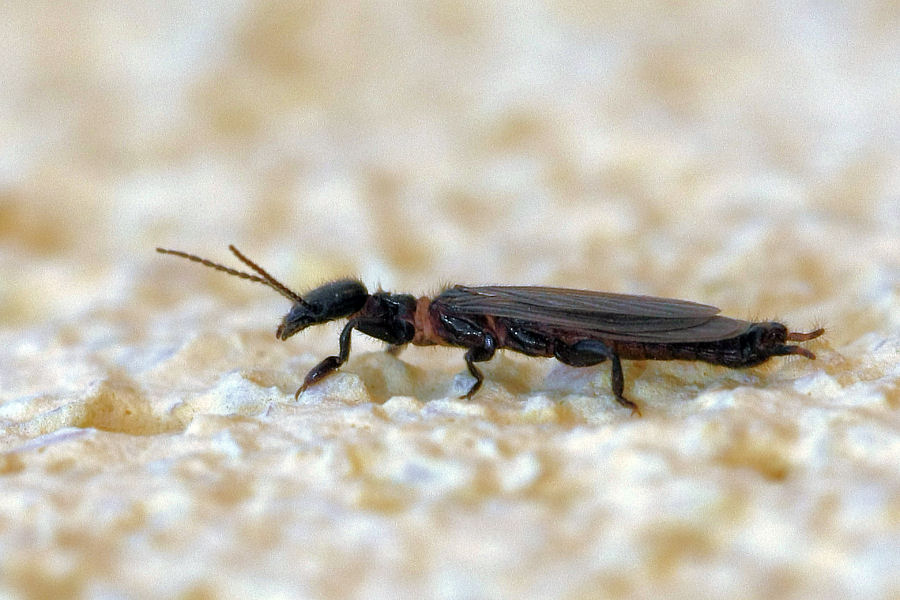 Strano tipo sul terrazzo - Embioptera