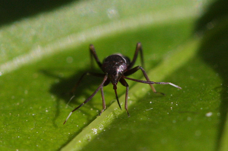 Miridae: Pilophorus perplexus dell''Emilia (BO)