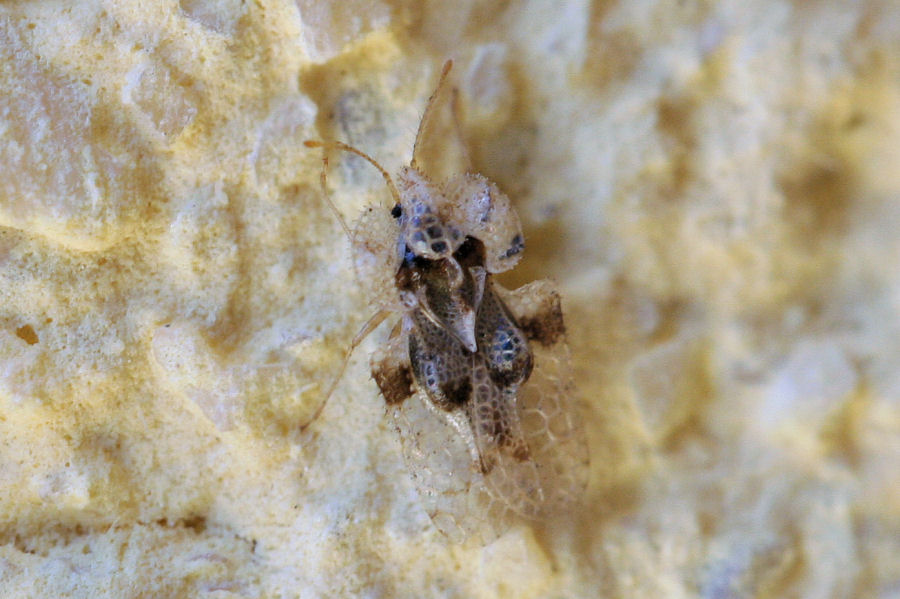 Tingidae. Corythucha arcuata dell''Emilia (BO)