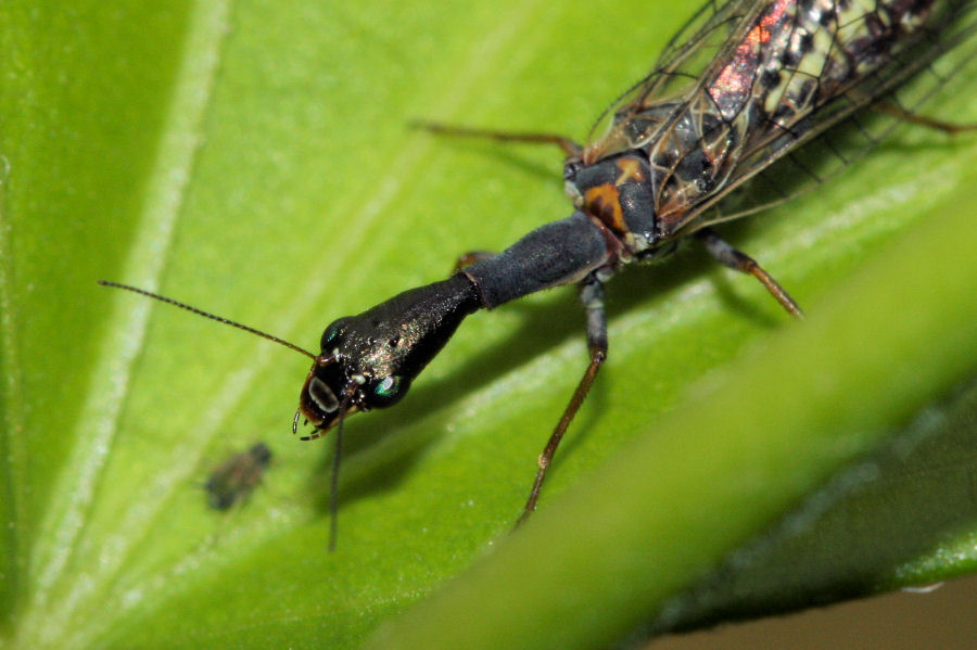 Venustoraphidia nigricollis