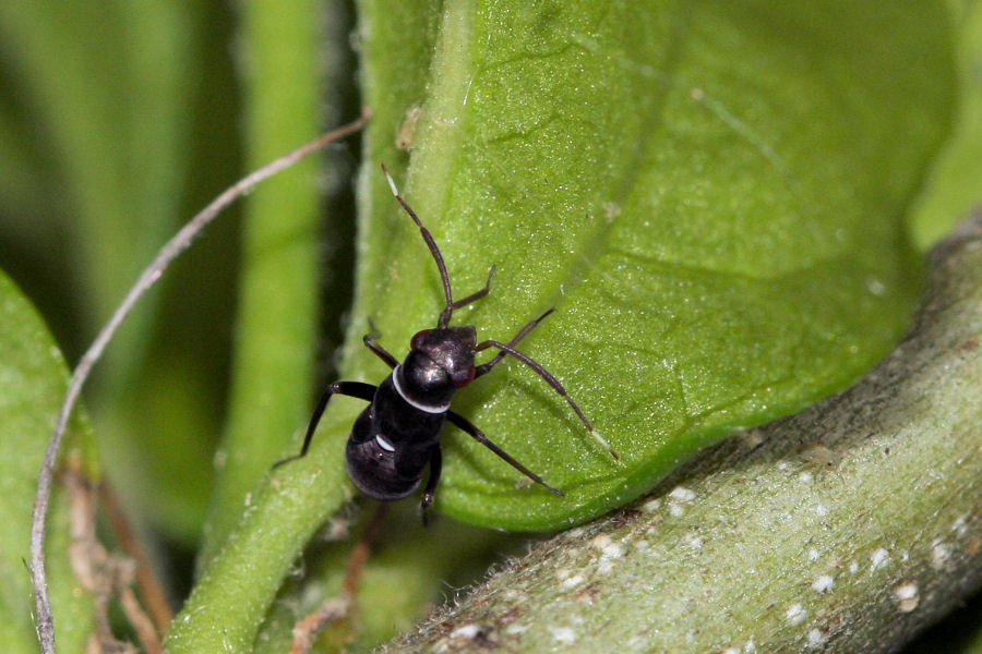 Miridae: Pilophorus perplexus dell''Emilia (BO)