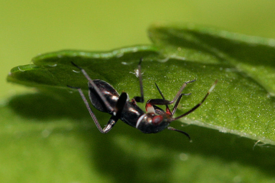 Miridae: Pilophorus perplexus dell''Emilia (BO)