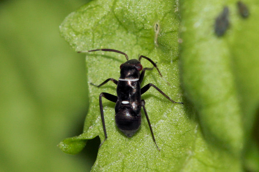 Miridae: Pilophorus perplexus dell''Emilia (BO)