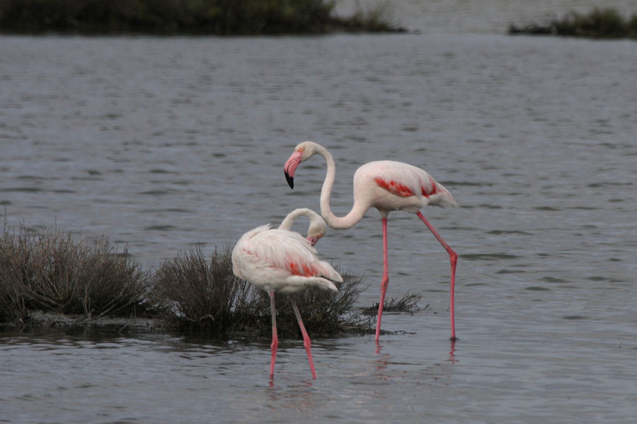Fenicotteri di tutte le et�...