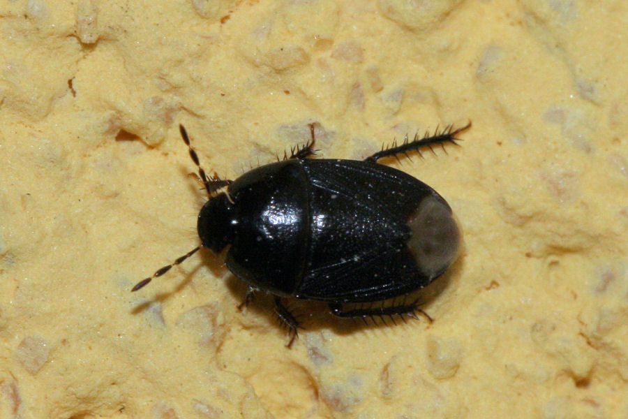 Cydnidae: Geotomus punctulatus dell'' Emilia (BO)