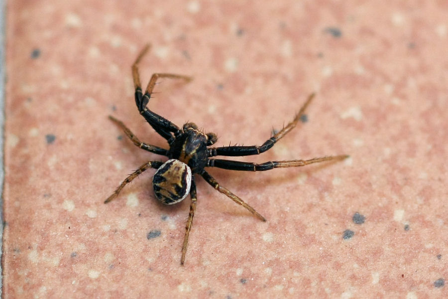 Xysticus sp.