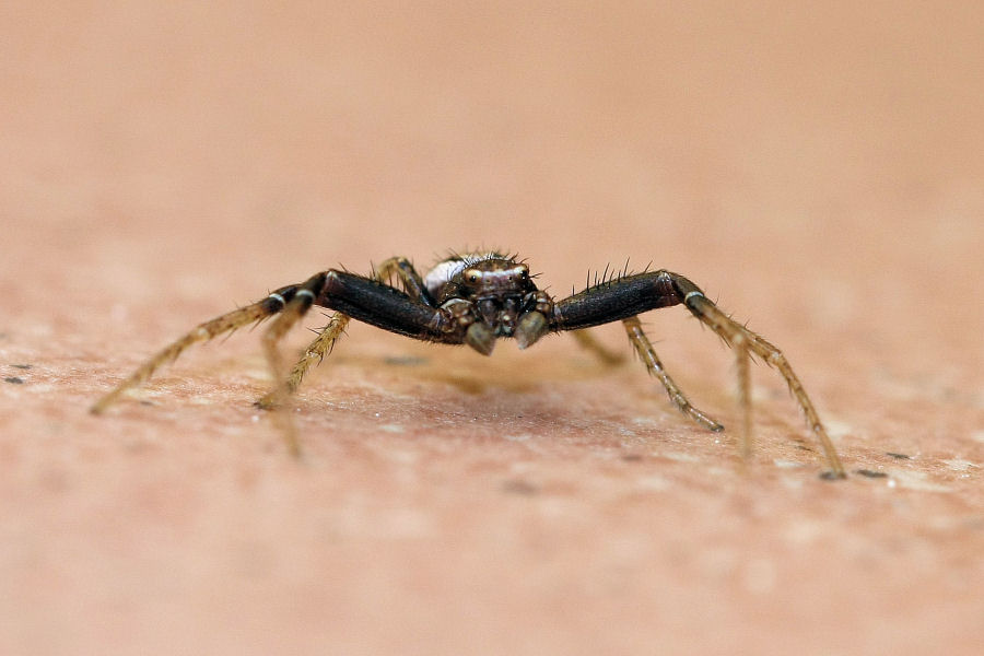 Xysticus sp.