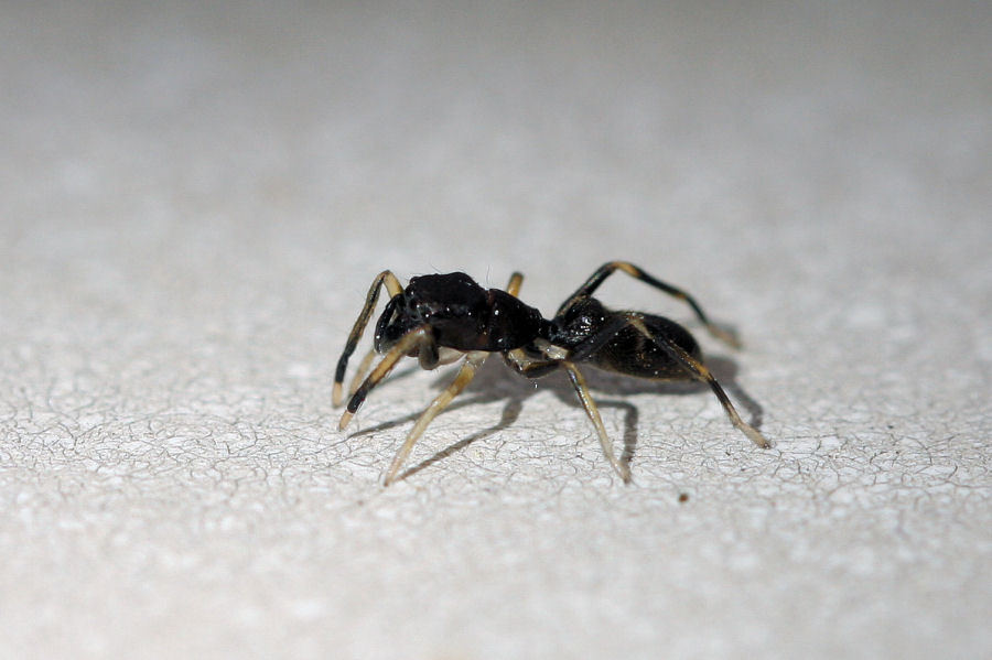 Salticidae -  travestito da formica