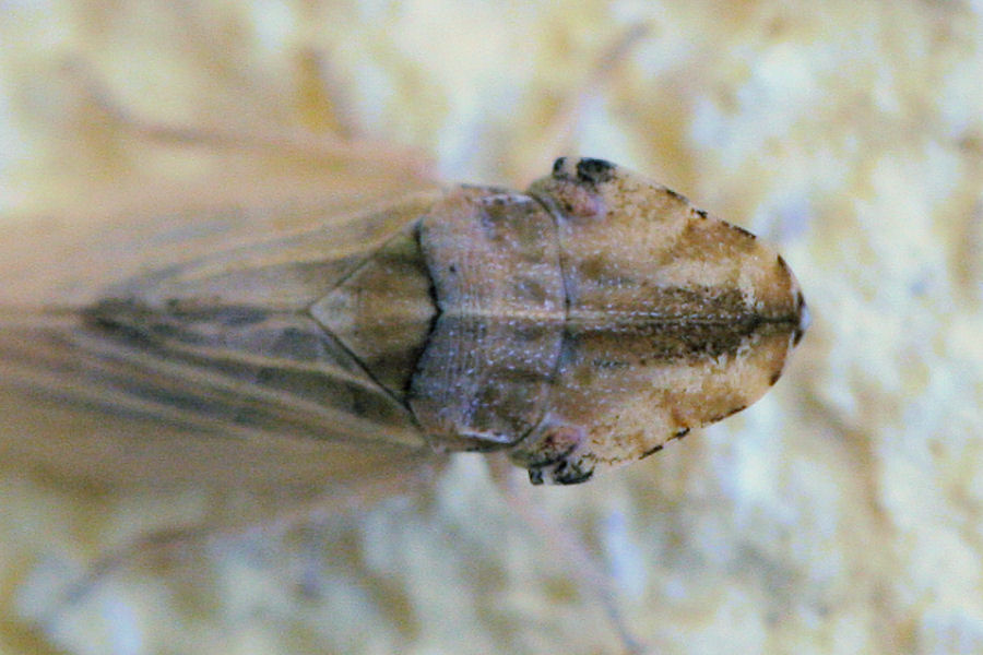 Eupelix cuspidata