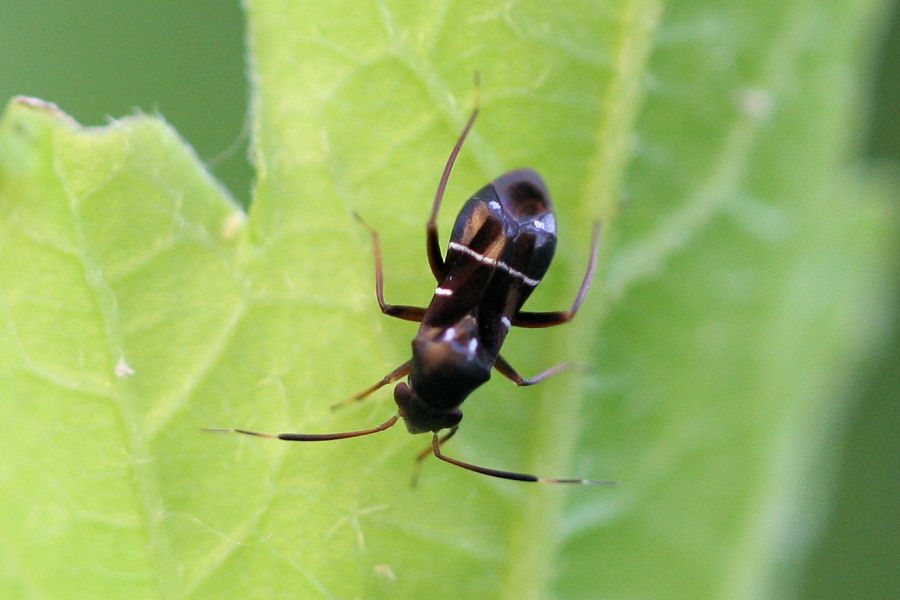 Miridae: Pilophorus perplexus dell''Emilia (BO)