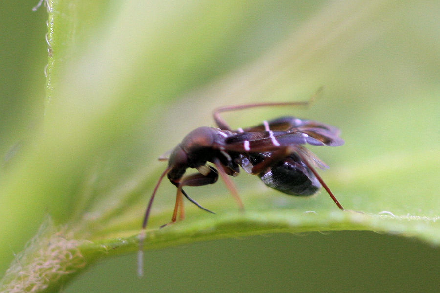 Miridae: Pilophorus perplexus dell''Emilia (BO)