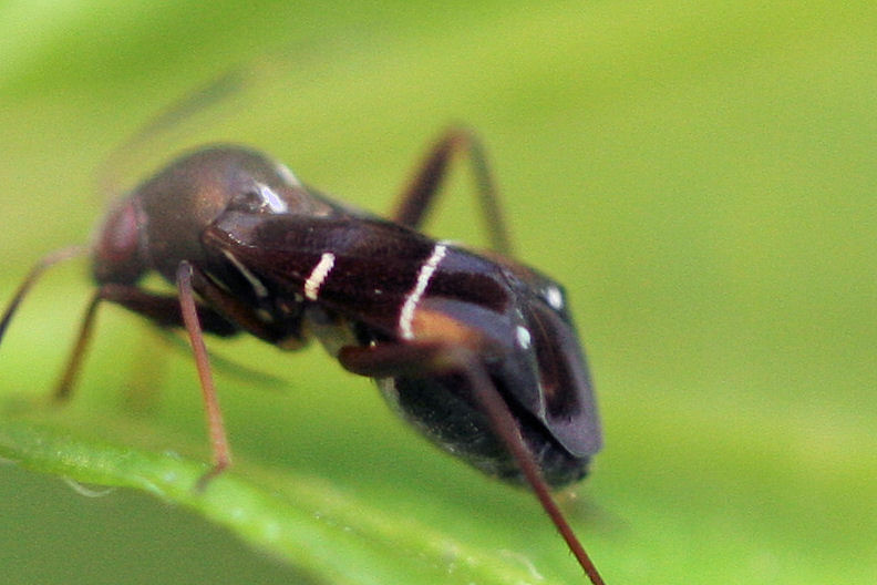 Miridae: Pilophorus perplexus dell''Emilia (BO)