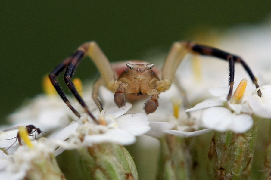 Thomisus onustus
