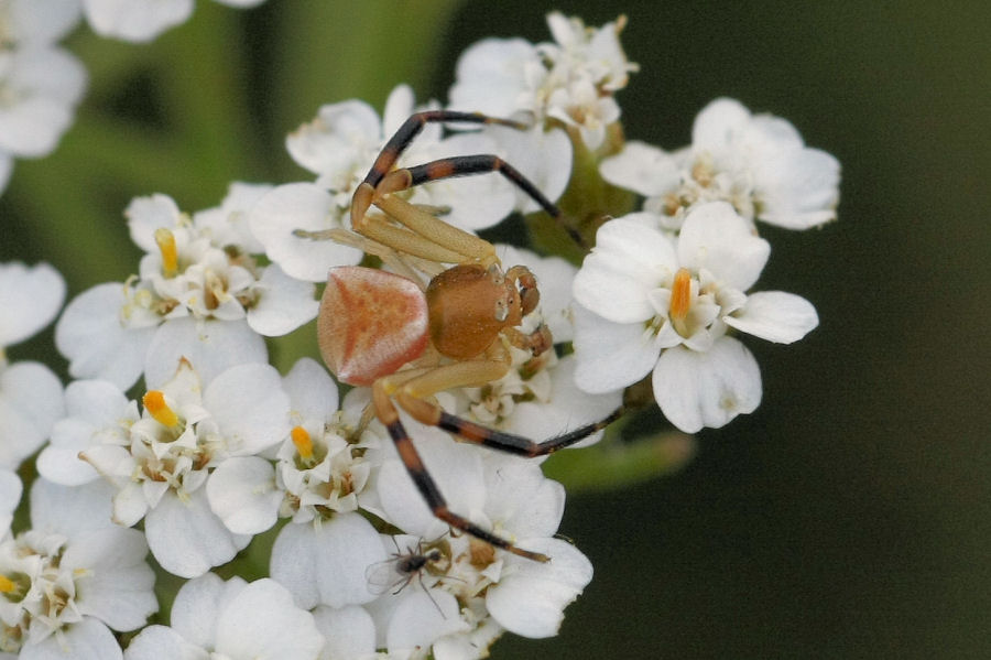 Thomisus onustus