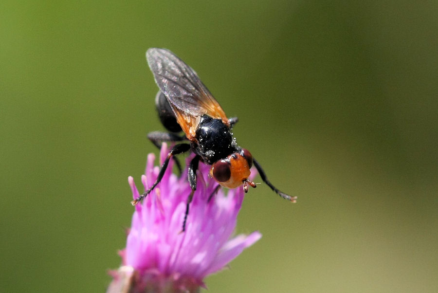 id. conopidae