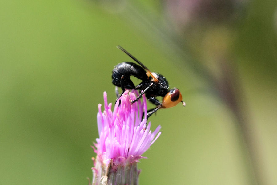 id. conopidae