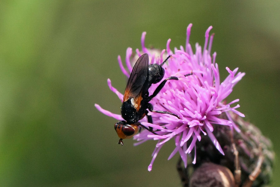 id. conopidae