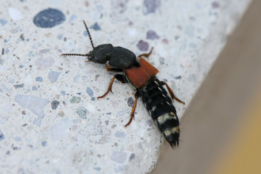 Staphylinidae: Platydracus stercorarius