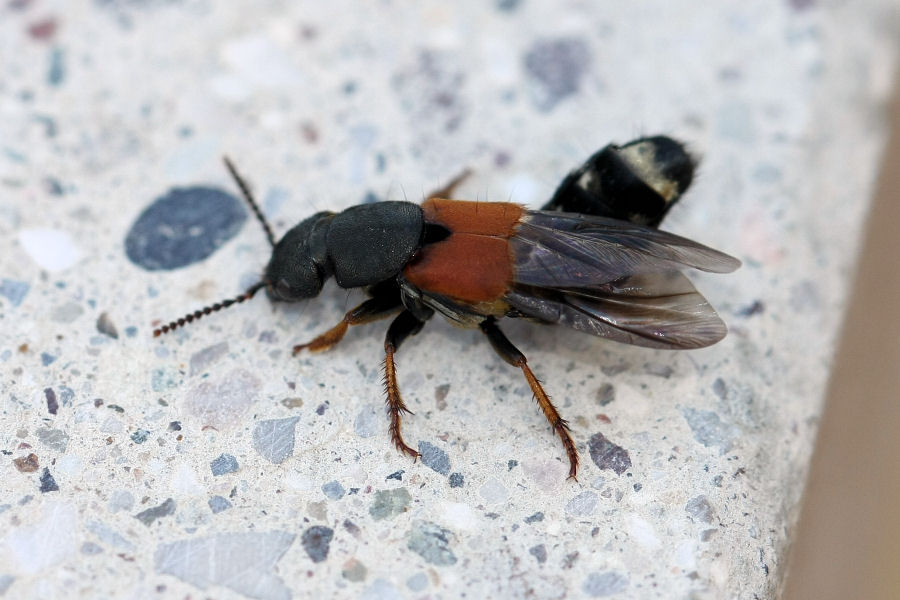 Staphylinidae: Platydracus stercorarius