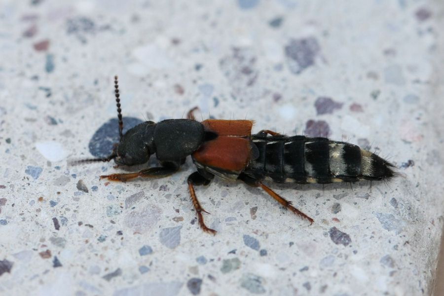Staphylinidae: Platydracus stercorarius