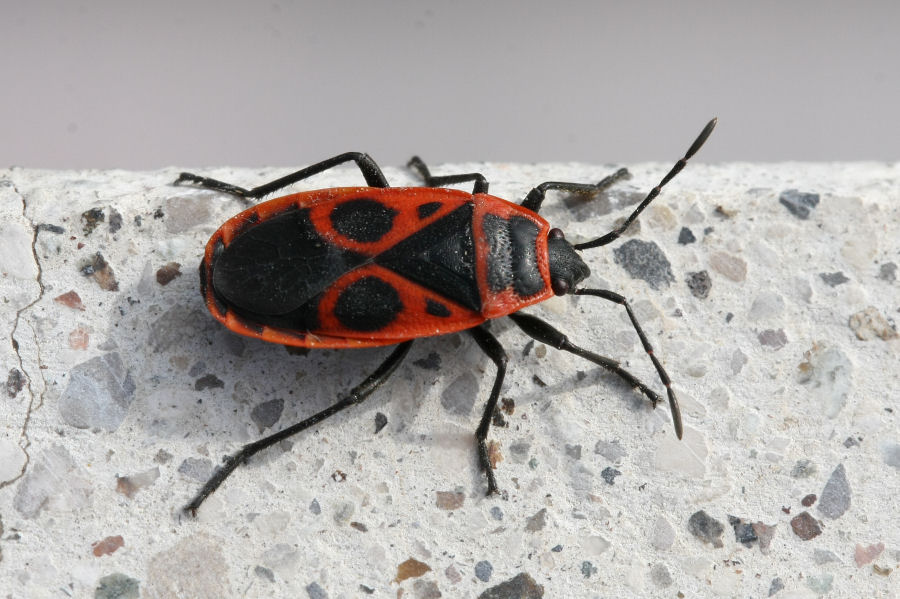 Pyrrhocoris apterus (f.pennata), forma alata