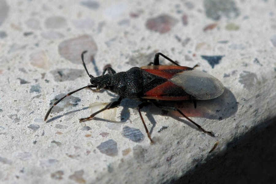 Lygaeidae: Oxycarenus lavaterae