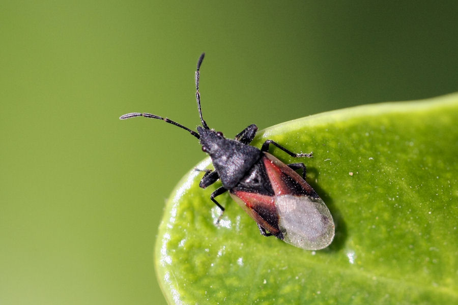 Lygaeidae: Oxycarenus lavaterae