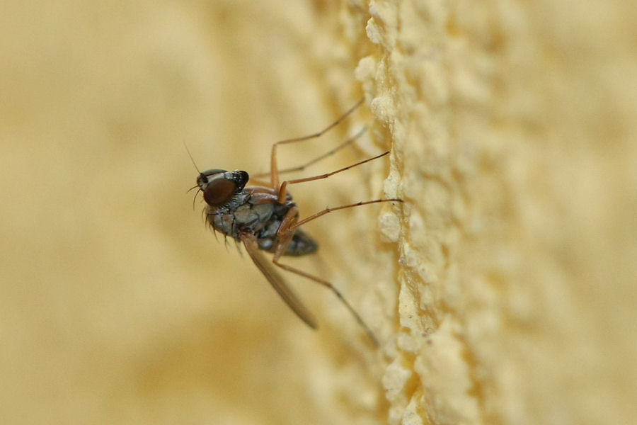 Moschina da identificare