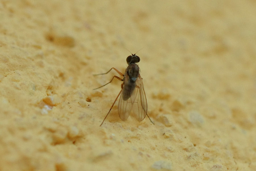 Moschina da identificare