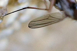 Moschina da identificare