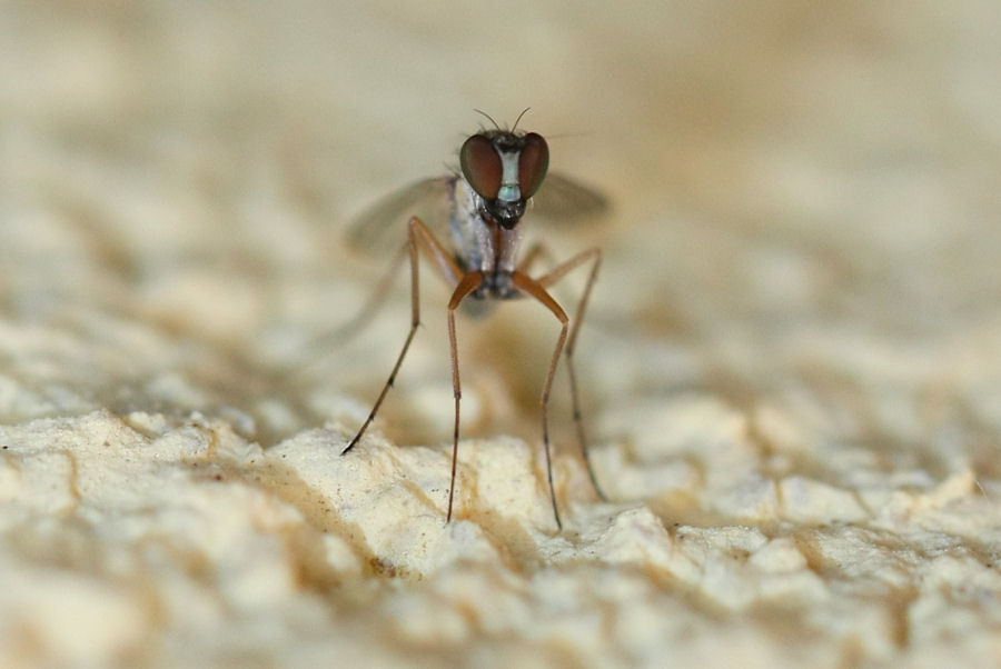 Moschina da identificare