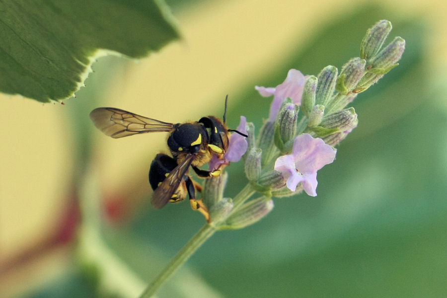 Anthidium cfr. florentinum (Apidae Megachilinae)
