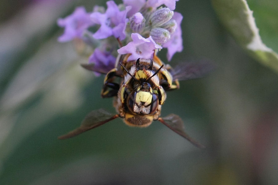 Anthidium cfr. florentinum (Apidae Megachilinae)
