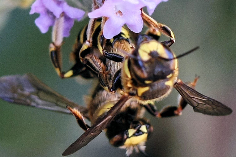 Anthidium cfr. florentinum (Apidae Megachilinae)