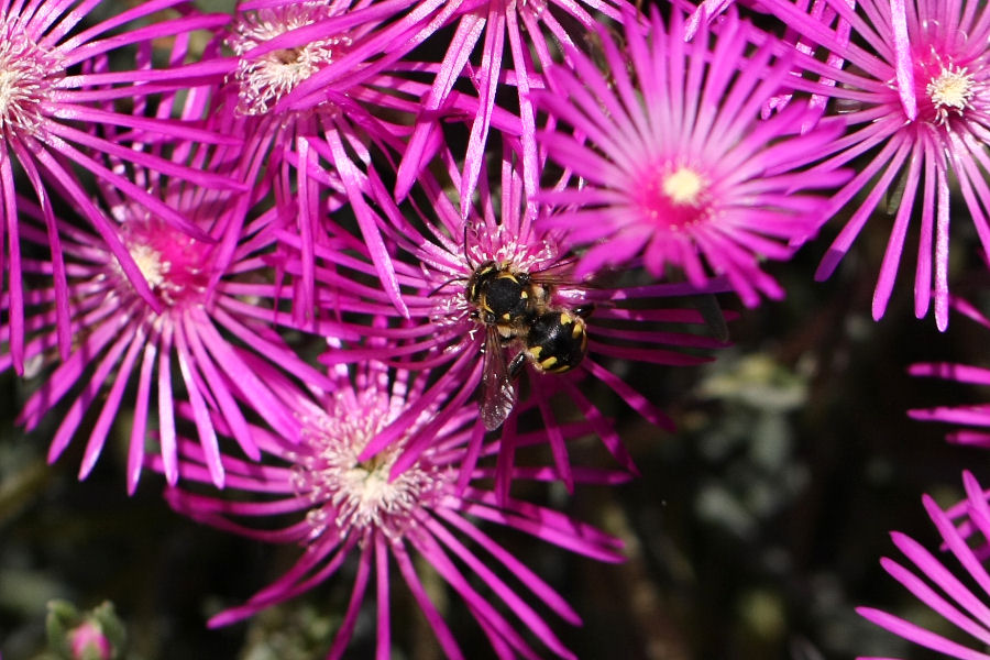 Anthidium cfr. florentinum (Apidae Megachilinae)