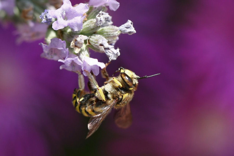 Anthidium cfr. florentinum (Apidae Megachilinae)
