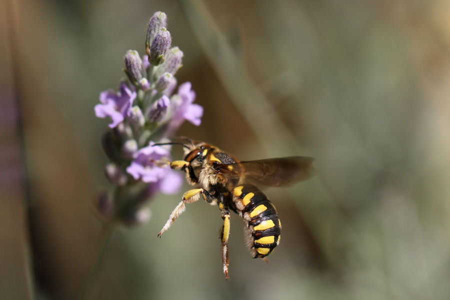 Anthidium cfr. florentinum (Apidae Megachilinae)