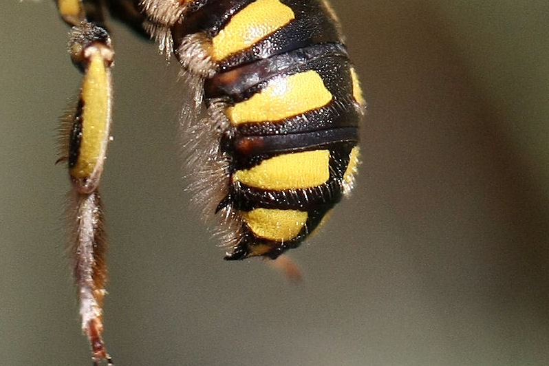 Anthidium cfr. florentinum (Apidae Megachilinae)